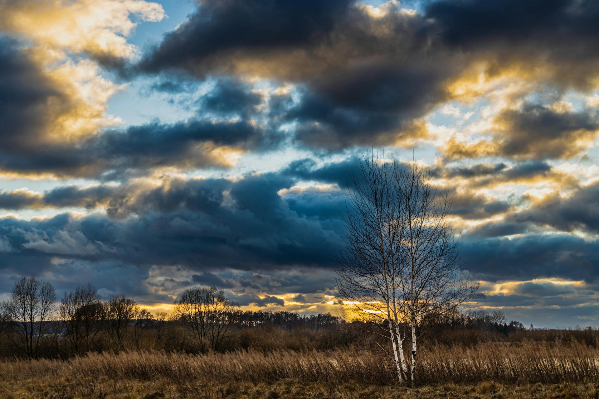 Network Error! Please Wait.