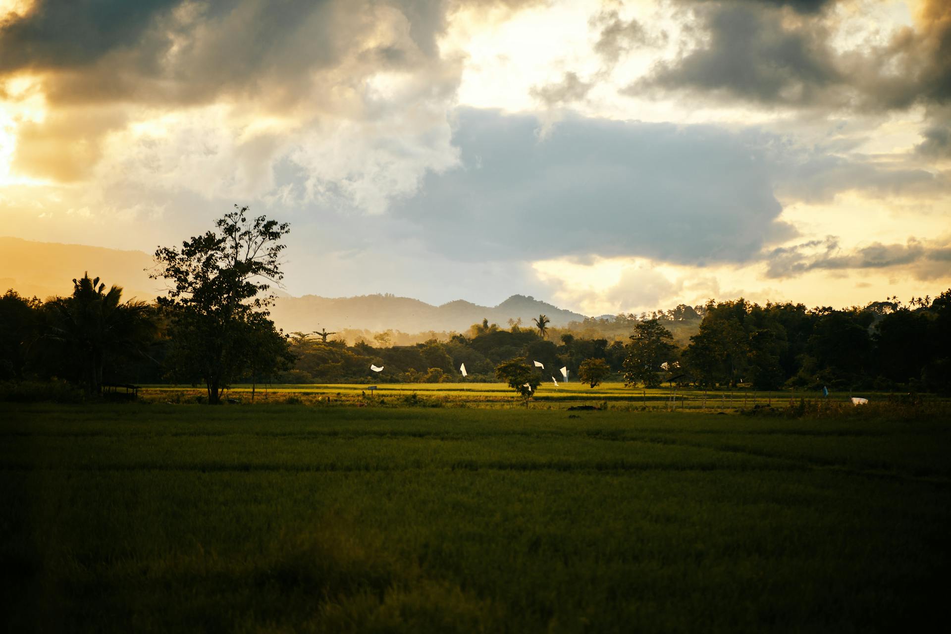 Network Error! Please Wait.